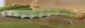 Larvae